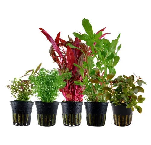 Aquaone Buntes Wasserpflanzen Set mit 5 Topf Pflanzen - Wasserpflanzen Set mit 5 volldurchwurzelten Arten, ideal für ein gesundes und farbenfrohes Aquarium. Bringen Sie Leben und Farbe in Ihr Aquarien-Ökosystem!