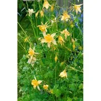 Aquilegia Chrysantha Yellow Queen Goldakelei Ca. 9x9 cm Topf