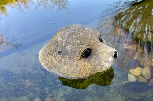 LB H&F Lilienburg Teichfigur Teichfigur Seehund Kopf Schwimmtier Dekofigur Tierfigur Gartenteich, (Schwimmfigur schwimmender Tierkopf Brunnen Schwimmdeko ROBBE Dekoration Schwimmkopf schwimmendes schwimmend Tierfigur Tier Gartendeko Pool, Gartenteich dekorieren Idee Geschenk Gartendekoration Heuler), Miniteich Teichdeko Pool Teich Gartendeko Teichtier schwimmt Deko