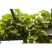 Aristolochia macrophylla, Große Pfeifenblume, Kletterpflanze 40–60 cm - Blumen & Stauden – Beeindruckende Kletterpflanze mit großen herzförmigen Blättern und pfeifenförmigen Blüten, ideal für Sichtschutz und schnelle Begrünung.