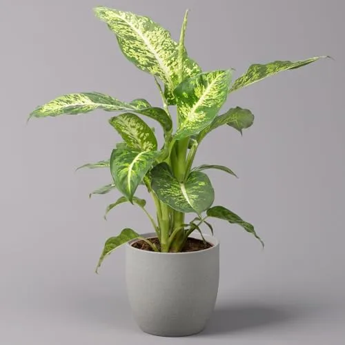 Dieffenbachie 'Mars', Topf-Ø 17cm, Höhe ca. 50-60 cm