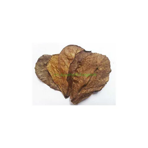 sera Catappa Leaves S 10-15 cm (10St) - Seemandelbaumblätter für Aquarien, fördern das natürliche Verhalten von Zierfischen und Garnelen, beugen Infektionen vor