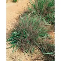 Eragrostis Spectabilis Purpur-Liebesgras Ca. 9x9 cm Topf
