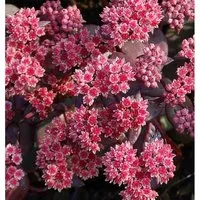 Produktbild Große Fetthenne Karfunkelstein - Sedum maximum