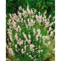 Lavandula Angustifolia Echter Lavendel Rosea Ca 9x9 cm Topf