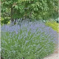Produktbild Lavendel Grappenhall