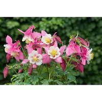 Aquilegia Flab. Spring Magic Rosa-Weiß Akelei Ca. 9x9 cm Topf