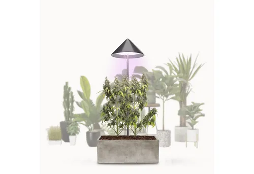 VENSO LED Pflanzenlampe Vollspektrum CANNA SUNLiTE 30W - Dünger: Ideal für die Indoor-Anzucht von 1-2 Cannabis-Pflanzen, mit ausziehbarem Teleskopstab bis 170 cm und dimmbarer Funktion für optimales Pflanzenwachstum.