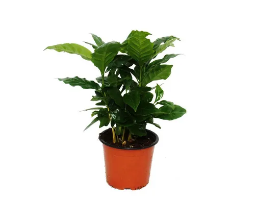 Exotenherz Zimmerpflanze Kaffee Pflanze (Coffea arabica) 1 Pflanze - Zimmerpflanze