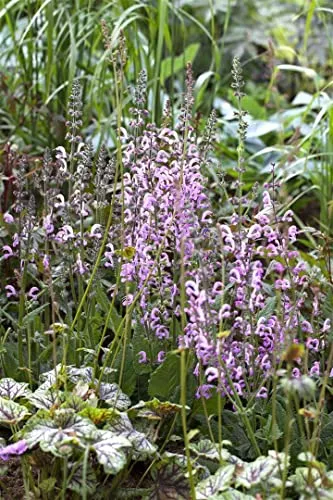 Salvia pratensis 'Rose Rhapsody' - Wiesen-Salbei, rosa im 9x9 cm Topf - Elegante Blütenstaude mit rosafarbenen Blüten von Mai bis Juli. Ideal für sonnige Beete und Kübel, robust und pflegeleicht.