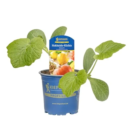 Produktbild Kiepenkerl Hokkaido-Kürbis Amoro Cucurbita maxima F1 nussig mit Schale essbar 10,5cm Topf