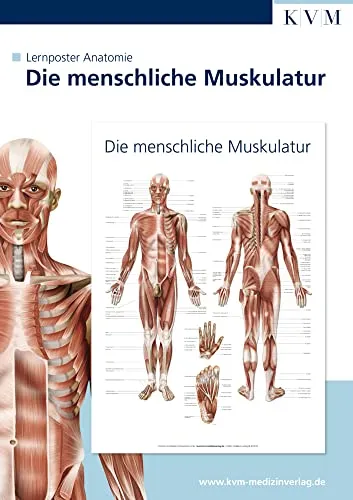 Anatomie Lernposter: Die menschliche Muskulatur