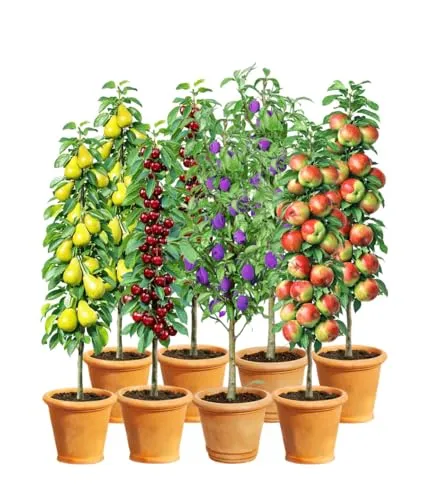 BALDUR Garten 8er Säulenobst-Kollektion