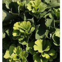 Ballförmiger Ginkgobaum Globus 50-60cm - Ginkgo biloba