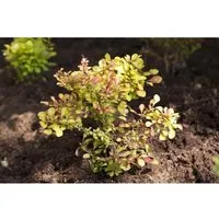 Berberis thunbergii 40-60 cm