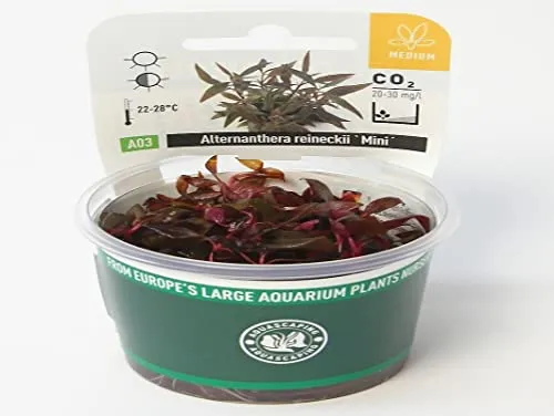 Dennerle-Plants Alternanthera reineckii 'mini'