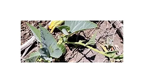 Stk - 10x Cucurbita foetidissima Kürbis Garten Pflanzen - Samen ID1240 - Seeds & Plants Shop by Ipsa