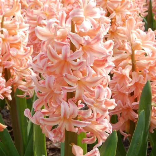 Plant in a Box - Hyacinthus Gipsy Queen - 15x Blumenzwiebeln - Blumensamen & -pflanzen, winterharte Hyazinthen mit köstlichem Duft und pflegeleichter Handhabung für einen farbenfrohen Garten.