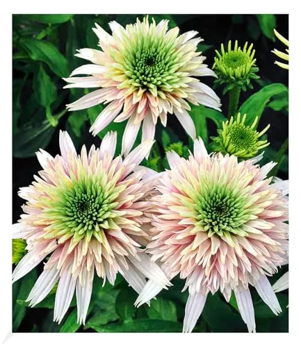 BALDUR Garten 1x Echinacea Cherry Fluff, Knolle in Größe I, winterharte Staude, mehrjährig, pflegeleicht, blühend, Schnittblume, Echinacea purpurea, dichter und kompakter Wuchs