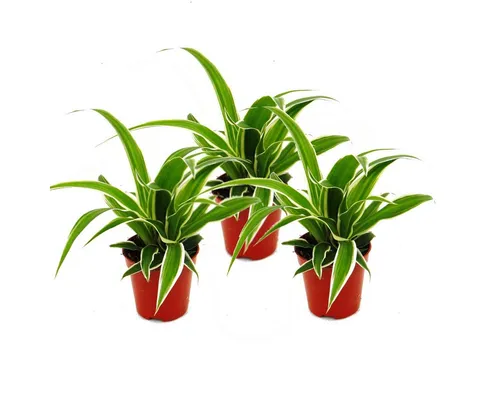 Exotenherz Zimmerpflanze Chlorophytum Mini, 3er Set, Grünlilie