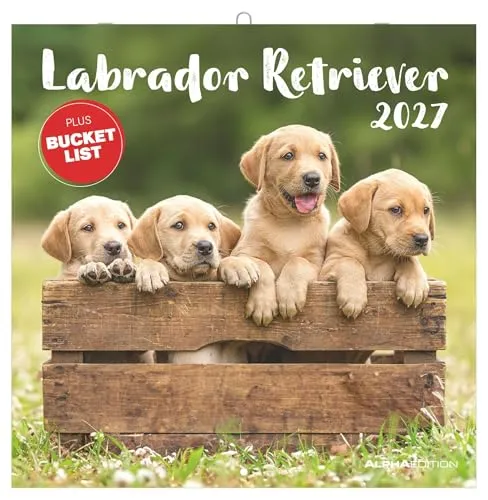 Labrador Retriever 2027: Wandkalender 30x30 cm (30x60 cm geöffnet) mit Notizkalendarium, 12 Hundefotografien und Bucket-List