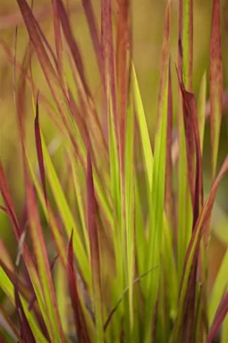 Imperata cylindrica 'Red Baron' 9cm Topf – Winterhart, Mehrjährig, Pflegeleicht – Japanisches Blutgras – Ziergras für Beet & Kübel