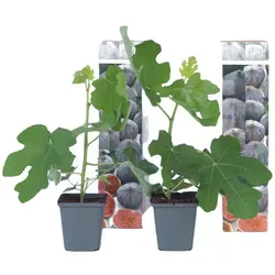 Plant in a Box Feigenbaum - Ficus carica Brown Turkey 2er Set Höhe 25-40cm