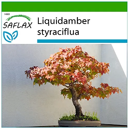 SAFLAX - Bonsai - Amerikanischer Amberbaum - 100 Samen - Mit keimfreiem Anzuchtsubstrat - Liquidamber styraciflua