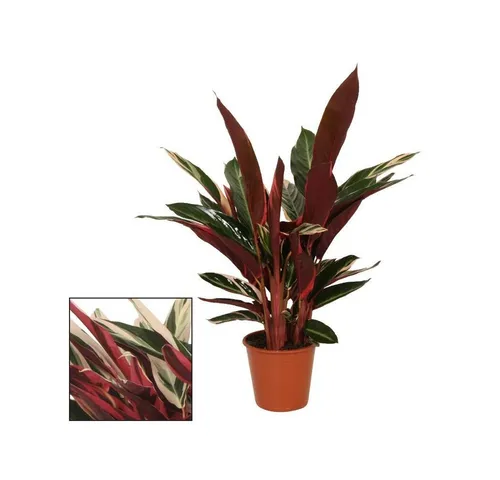 Exotenherz Calathea triostar - Ausgefallene Zimmerpflanze mit einzigartigem Blattmuster - Zimmerpflanze mit extravagantem Blattmuster, ideal für dunklere Standorte. Pflegeleicht und perfekt für Wohnräume, die einen Hauch Exotik benötigen.