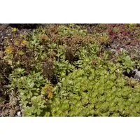 Sedum Spurium Teppichsedum Ca. 9x9 cm Topf Pflegeleicht