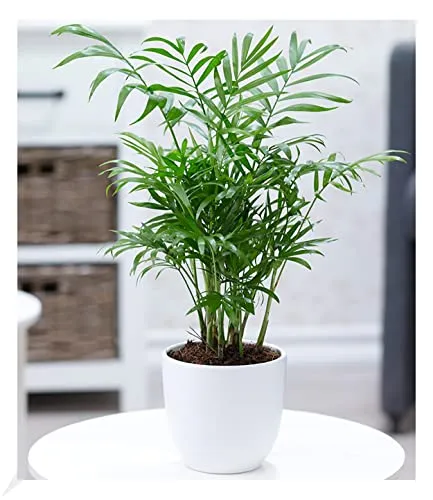 BALDUR-Garten Bäume von BALDUR-Garten