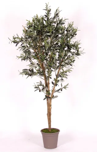 artplants Deko Olivenbaum Miana, 100cm mit Früchten - Künstlicher Olivenbaum mit naturgetreuen Stämmen und dekorativen Früchten. Ideal für stilvolle Innenräume und pflegeleichte Gestaltung. Höhe: 100cm.