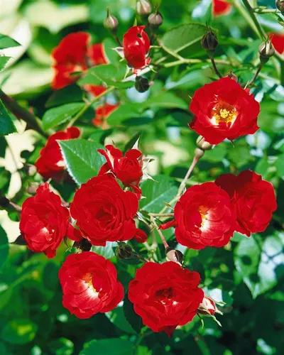 Pflanzen für Dich Rose Rosa Scarlet Meidiland – Blühende Schönheit - Die Rose Rosa Scarlet Meidiland bietet üppige Blütenpracht und ist ideal für Gärten und Beete. Pflegeleicht und robust, bringt sie Farbe in jeden Außenbereich.