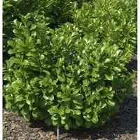 Produktbild Lorbeerkirsche Etna 80-100cm - Prunus,aurocerasus
