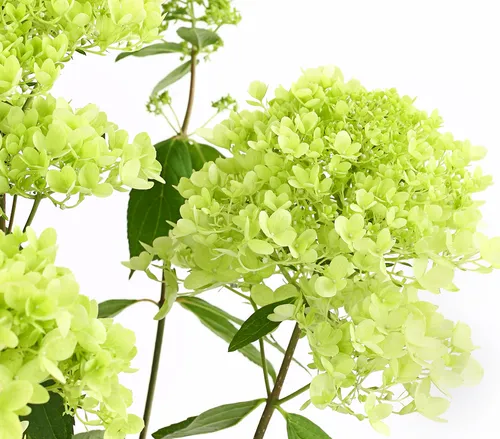 Dehner Rispen-Hortensie Magical Summer - Zierstrauch mit eleganten Blüten - Dichtbuschiger Zierstrauch, ca. 40-60 cm hoch, ideal für halbschattige Beete. Die Rispen-Hortensie 'Magical Summer' begeistert von Juni bis Oktober mit strahlend weißen Blüten und wertet jeden Garten auf.