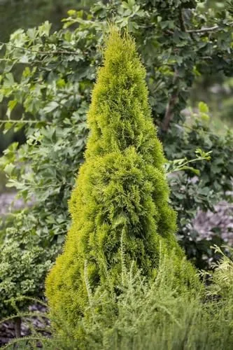 Thuja occidentalis 'Golden Smaragd' 40–60 cm – Winterhart, Immergrün, Pflegeleicht – Lebensbaum – Heckenpflanze für Garten & Sichtschutz