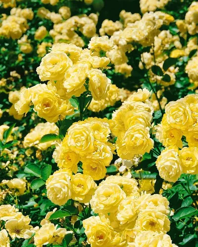 Pflanzen für Dich Rose Rosa Golden Border - Wunderschöne Rose mit goldenen Rändern, ideal für deinen Garten. Bringt Farbe und Eleganz in jeden Außenbereich.