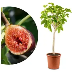 Meine Orangerie Feigenbaum Stämmchen - Ficus Carica 