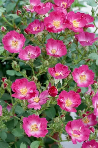 Pflanzen für Dich Rose Rosa Lupo - Die kompakte Beetrose ‘Lupo’ begeistert mit leuchtenden purpurfarbenen Blüten und glänzendem Laub. Ideal für Beete, Kübel und als dekorative Hecke. Pflegeleicht und robust, sorgt sie für farbenfrohe Akzente im Garten.