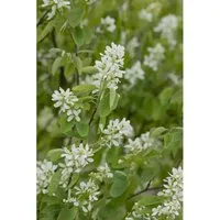 Amelanchier Alnifolia Honeywood Felsenbirne Essbare Früchte 20–30 Cm