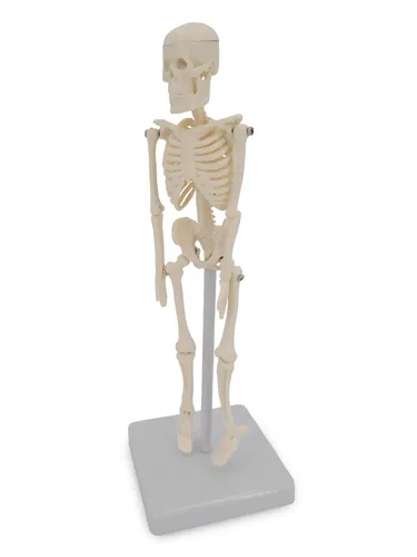 Mini Micro Skelett Anatomie Modell mit 20cm auf Stativ Schreibtisch
