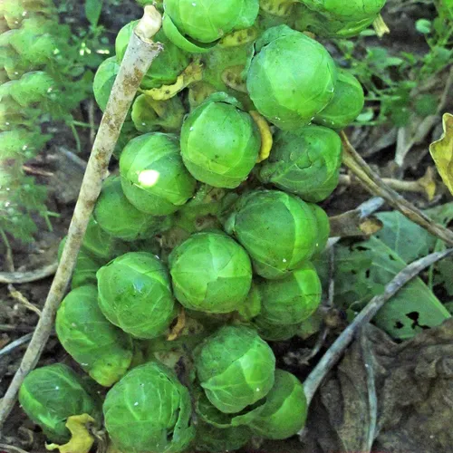 Rosenkohl 'Groninger' (Brassica oleracea var. gemmifera) Bio ca 100 Samen