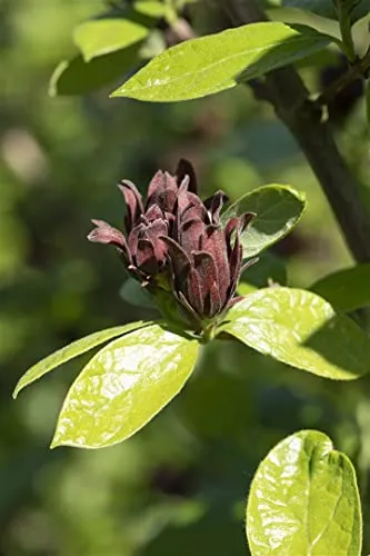 Calycanthus floridus, Gewürzstrauch – Duftende Blüten für Ihren Garten - Blumen & Stauden – Amerikanischer Duftstrauch mit aromatischen, dunkelroten Blüten und langer Blütezeit von Mai bis Juni, ideal als Solitärpflanze.