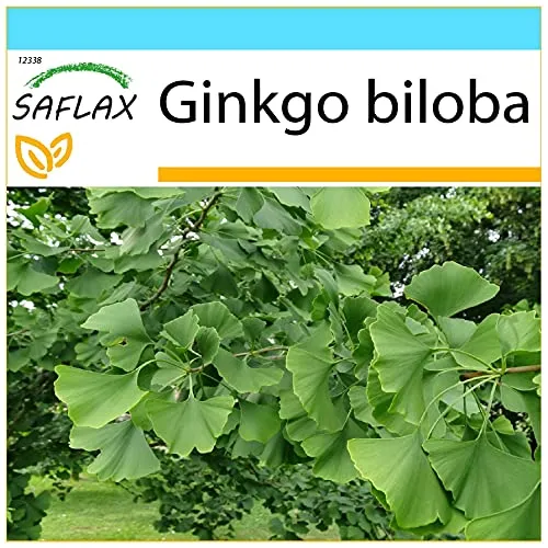 SAFLAX - Geschenk Set - Ginkgo - 4 Samen - Mit Geschenk- / Versandbox, Versandaufkleber, Geschenkkarte und Anzuchtsubstrat - Ginkgo biloba