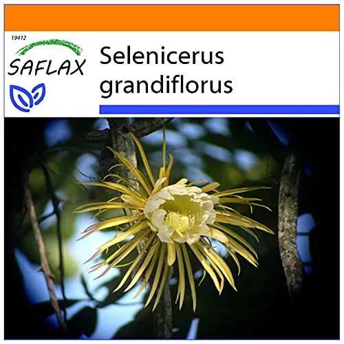 SAFLAX - Garden in the Bag - Kakteen - Königin der Nacht - 40 Samen - Mit Anzuchtsubstrat im praktischen, selbst aufstellenden Beutel - Selenicerus grandiflorus