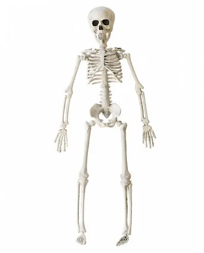 Horror-Shop Dekoobjekt Halloween Skelett 40 cm - Beweglich - Deko-Objekte für Halloween: Bewegliches Knochenskelett, das die Grusel-Stimmung auf deiner Party unterstreicht. Realistisch aus robustem Kunststoff, ideal zum Aufhängen und für ein schauriges Ambiente.