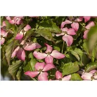 Cornus Kousa Scarlet Fire - Japanischer Blumen-Hartriegel in Rosa (100–125 cm) - Hausbäume: Pflegeleichter, winterharter Blumen-Hartriegel mit leuchtend rosa Blüten und beeindruckender Herbstfärbung, ideal für Einzelstellungen und Bienenfreund.
