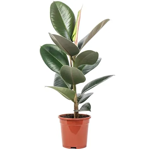 Gummibaum Ficus elastica 'Robusta' - Pflegeleichte Zimmerpflanze 50 cm - Baumsamen & -pflanzen – Pflegeleichter Gummibaum mit glänzenden Blättern, ideal für Anfänger und verbessert das Raumklima.