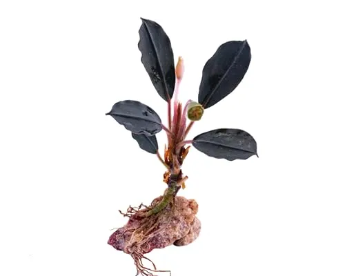 NatureHolic Bucephalandra Midnight Joker in blau von NatureHolic