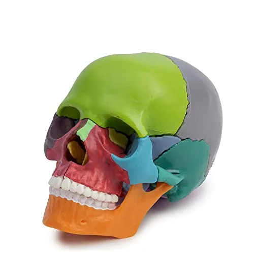 Cranstein A-226 Mini Osteopathie Schädel von Cranstein Scientific